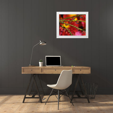 OR, Portland Garden flowers reflect in dewdrops White Modern Wood Framed Art Print by Terrill, Steve