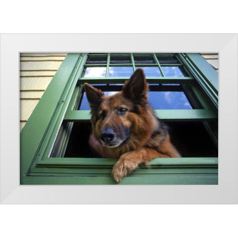 OR, Portland Griff the long-hair German shepherd White Modern Wood Framed Art Print by Terrill, Steve