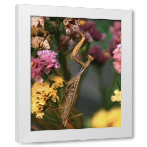 OR, Portland Praying mantis on statice plant White Modern Wood Framed Art Print by Terrill, Steve