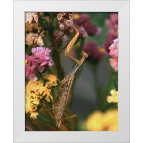OR, Portland Praying mantis on statice plant White Modern Wood Framed Art Print by Terrill, Steve