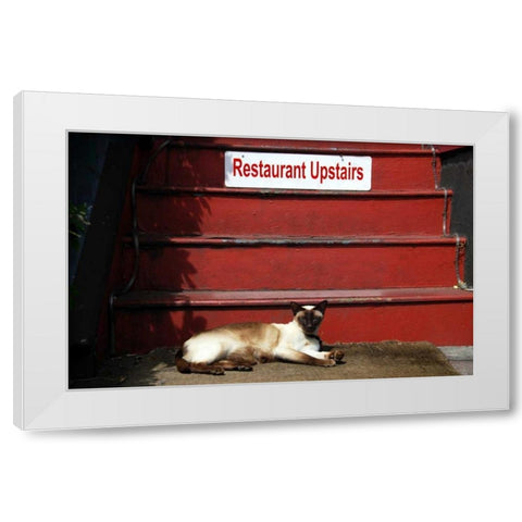 OR, Portland Siamese cat sunning itself White Modern Wood Framed Art Print by Terrill, Steve
