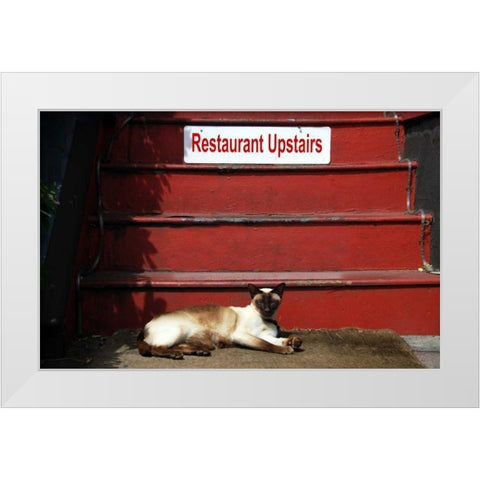 OR, Portland Siamese cat sunning itself White Modern Wood Framed Art Print by Terrill, Steve