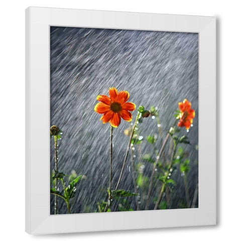 OR, Portland Sunlight on dahlia flower White Modern Wood Framed Art Print by Terrill, Steve