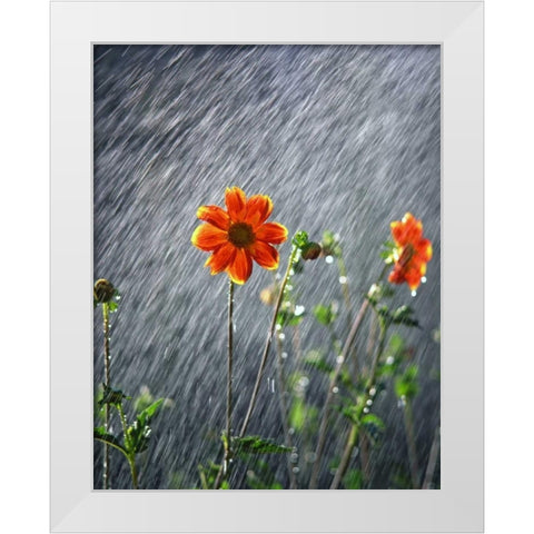 OR, Portland Sunlight on dahlia flower White Modern Wood Framed Art Print by Terrill, Steve
