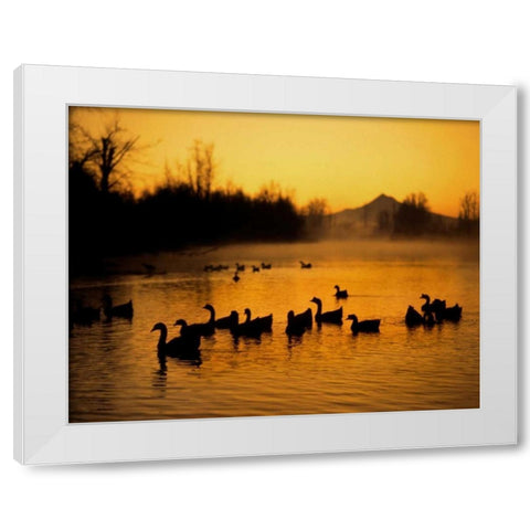OR, Portland Waterfowl in Columbia Slough, White Modern Wood Framed Art Print by Terrill, Steve