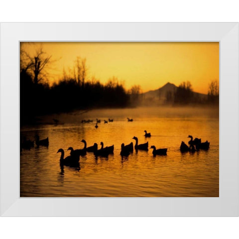 OR, Portland Waterfowl in Columbia Slough, White Modern Wood Framed Art Print by Terrill, Steve