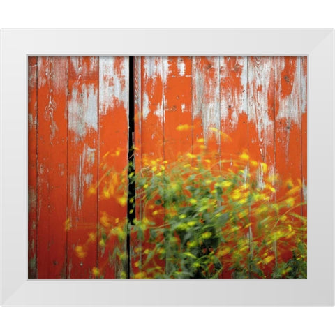 OR, Wallowa Co, Wind blowing wild mustard plant White Modern Wood Framed Art Print by Terrill, Steve