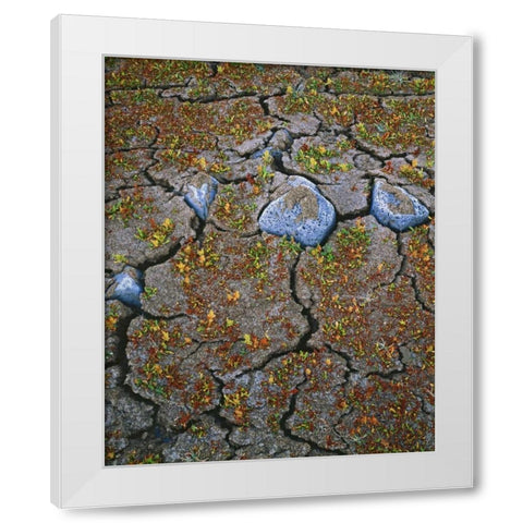 OR, Warner Valley Curly dock plants grow White Modern Wood Framed Art Print by Terrill, Steve