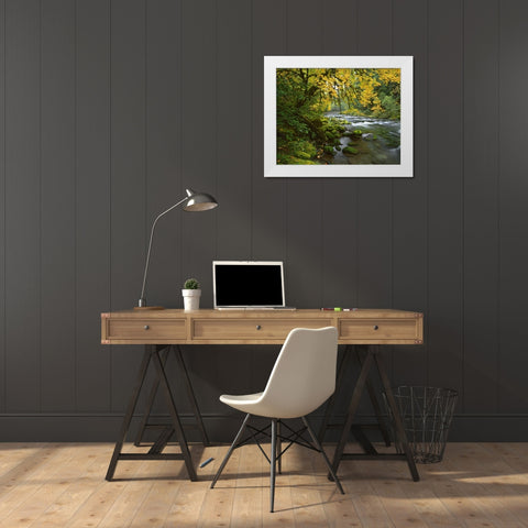 OR, Willamette Bigleaf maple by McKenzie River White Modern Wood Framed Art Print by Terrill, Steve