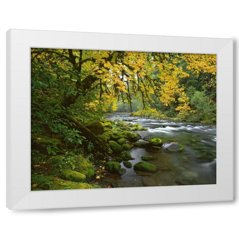 OR, Willamette Bigleaf maple by McKenzie River White Modern Wood Framed Art Print by Terrill, Steve