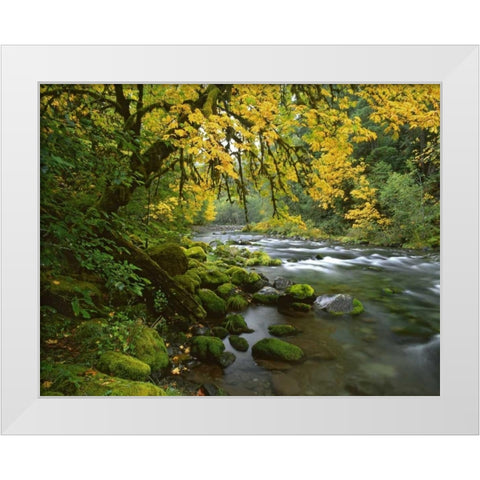 OR, Willamette Bigleaf maple by McKenzie River White Modern Wood Framed Art Print by Terrill, Steve