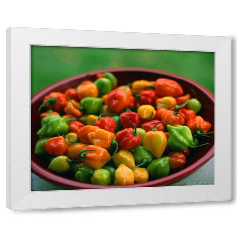 OR, Willamette Valley Fresh habanero peppers White Modern Wood Framed Art Print by Terrill, Steve