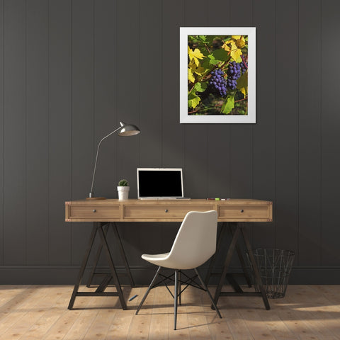 OR, Willamette Valley Pinot noir grapes White Modern Wood Framed Art Print by Terrill, Steve
