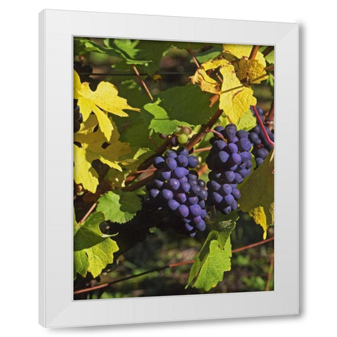 OR, Willamette Valley Pinot noir grapes White Modern Wood Framed Art Print by Terrill, Steve