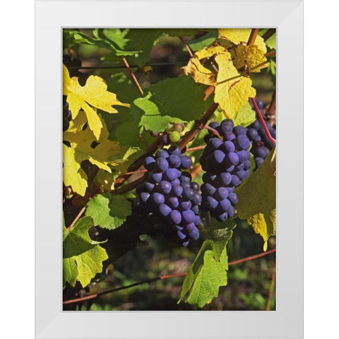 OR, Willamette Valley Pinot noir grapes White Modern Wood Framed Art Print by Terrill, Steve