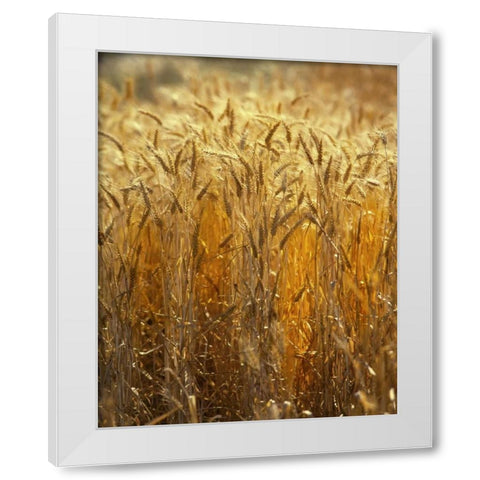 OR, Willamette Valley Ripe Wheat stalks White Modern Wood Framed Art Print by Terrill, Steve