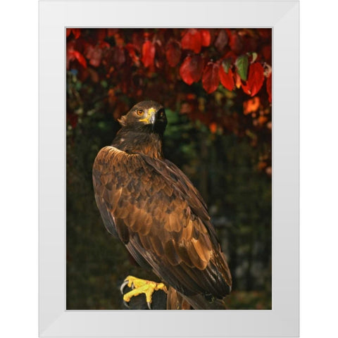 USA, Oregon Portrait of red-tailed hawk White Modern Wood Framed Art Print by Terrill, Steve