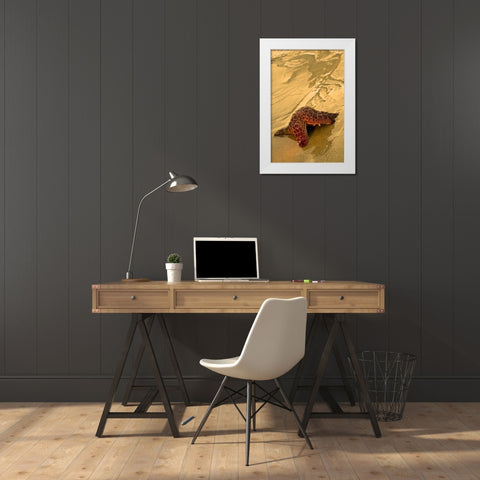 USA, Oregon Sea star moving on wet sand White Modern Wood Framed Art Print by Rotenberg, Nancy