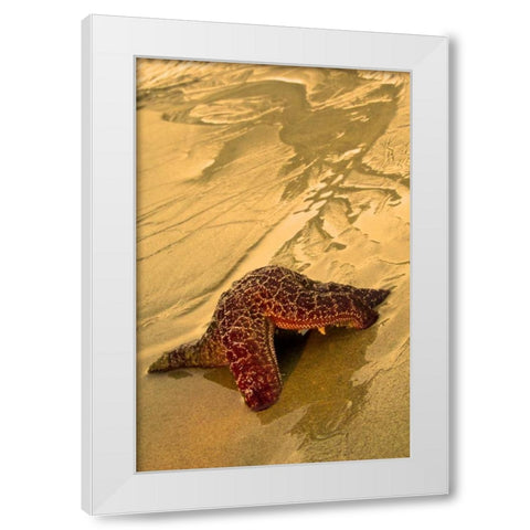 USA, Oregon Sea star moving on wet sand White Modern Wood Framed Art Print by Rotenberg, Nancy