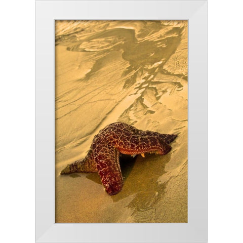 USA, Oregon Sea star moving on wet sand White Modern Wood Framed Art Print by Rotenberg, Nancy