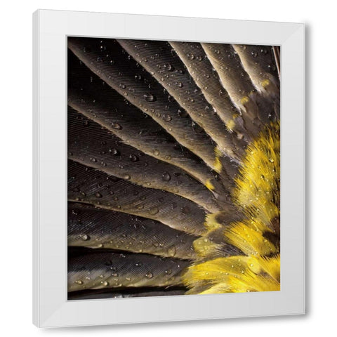 Oregon Water on underside of grosbeak feather White Modern Wood Framed Art Print by Terrill, Steve