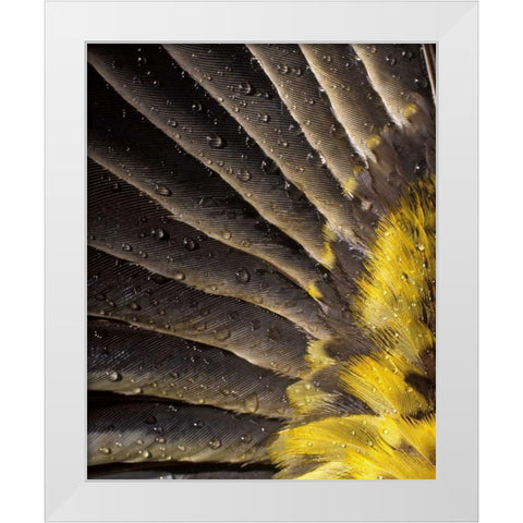 Oregon Water on underside of grosbeak feather White Modern Wood Framed Art Print by Terrill, Steve