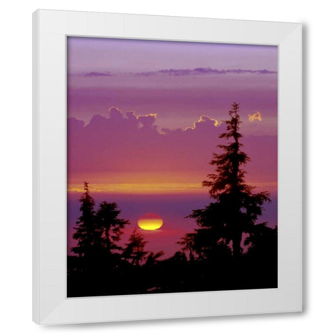 Oregon, Mt Hood Pine trees silhouetted by sunset White Modern Wood Framed Art Print by Kelley, David