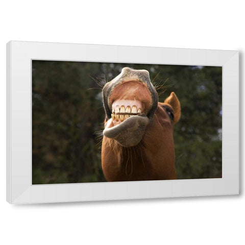 OR, Seneca A horse showing his teeth White Modern Wood Framed Art Print by Kaveney, Wendy