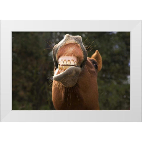 OR, Seneca A horse showing his teeth White Modern Wood Framed Art Print by Kaveney, Wendy