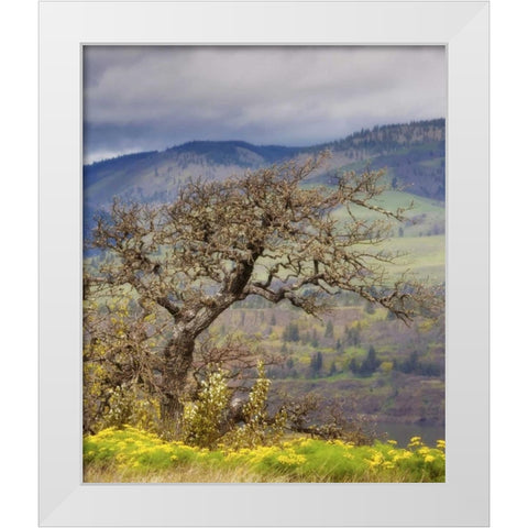 OR, Columbia Gorge, Tom McCall Preserve Oak tree White Modern Wood Framed Art Print by Paulson, Don