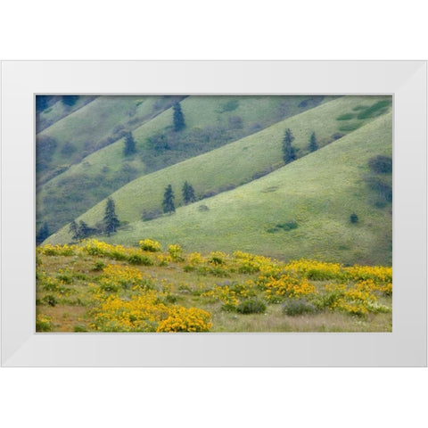 OR, Columbia Gorge Green hills with balsamroot White Modern Wood Framed Art Print by Paulson, Don