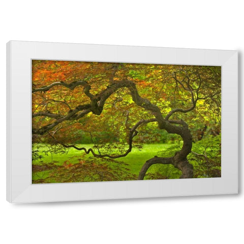 OR, Salem Dramatically contorted Japanese maple White Modern Wood Framed Art Print by Paulson, Don