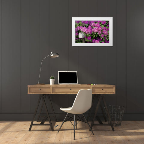 OR,Salem Rhododendrons surround mailbox White Modern Wood Framed Art Print by Paulson, Don