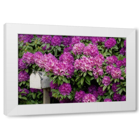 OR,Salem Rhododendrons surround mailbox White Modern Wood Framed Art Print by Paulson, Don