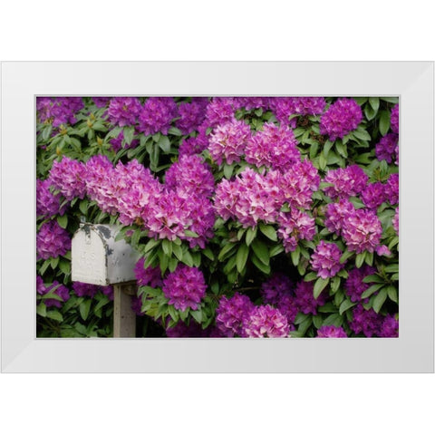 OR,Salem Rhododendrons surround mailbox White Modern Wood Framed Art Print by Paulson, Don