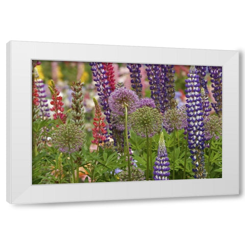 Oregon,Salem Flowers at Schreiners Iris Garden White Modern Wood Framed Art Print by Paulson, Don