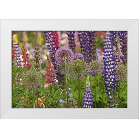 Oregon,Salem Flowers at Schreiners Iris Garden White Modern Wood Framed Art Print by Paulson, Don