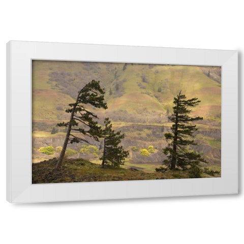 OR, Columbia Gorge Overlook of hills and valley White Modern Wood Framed Art Print by Paulson, Don