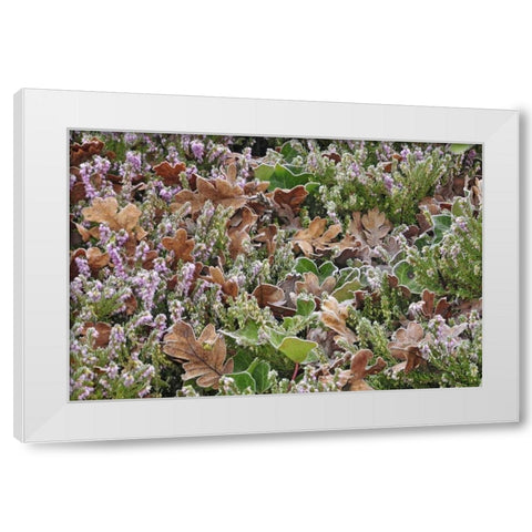 OR, Portland Frost on heather shrub in garden White Modern Wood Framed Art Print by Terrill, Steve