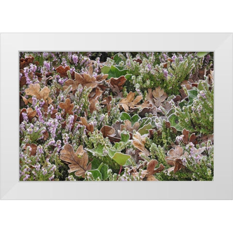 OR, Portland Frost on heather shrub in garden White Modern Wood Framed Art Print by Terrill, Steve