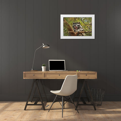 OR, Portland Raccoon yawns in a tree limb White Modern Wood Framed Art Print by Terrill, Steve