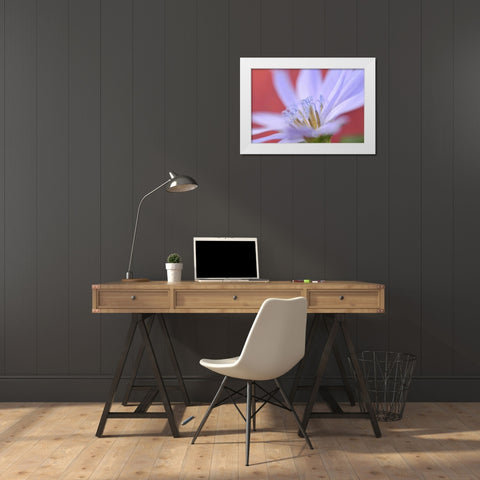 Oregon, Portland Close-up of wild chicory flower White Modern Wood Framed Art Print by Terrill, Steve