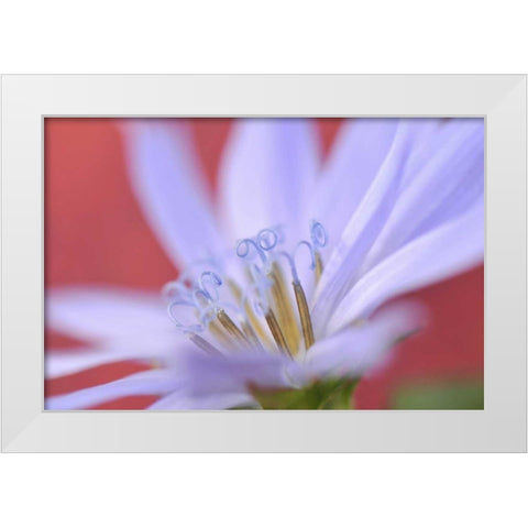 Oregon, Portland Close-up of wild chicory flower White Modern Wood Framed Art Print by Terrill, Steve