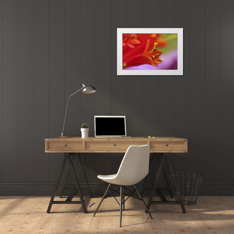 Oregon, Portland Coral honeysuckle flowers White Modern Wood Framed Art Print by Terrill, Steve