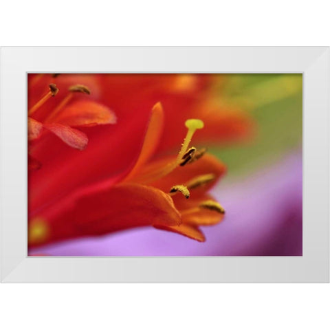 Oregon, Portland Coral honeysuckle flowers White Modern Wood Framed Art Print by Terrill, Steve