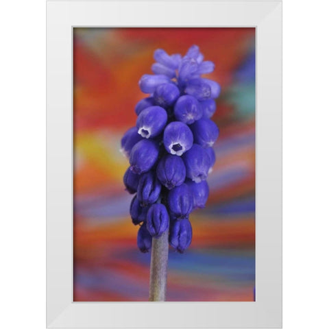 Oregon, Portland Blue grape hyacinth flower White Modern Wood Framed Art Print by Terrill, Steve