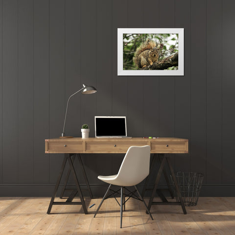 OR, Portland Gray squirrel resting on branch White Modern Wood Framed Art Print by Terrill, Steve