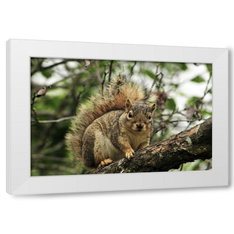 OR, Portland Gray squirrel resting on branch White Modern Wood Framed Art Print by Terrill, Steve