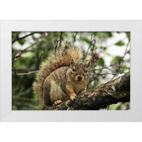 OR, Portland Gray squirrel resting on branch White Modern Wood Framed Art Print by Terrill, Steve