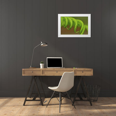 Oregon, Mt Hood NF Lady fern leaves unfurling White Modern Wood Framed Art Print by Terrill, Steve